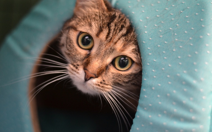 Zbiórka Marlenka i potwór w jej płucach - zdjęcie główne