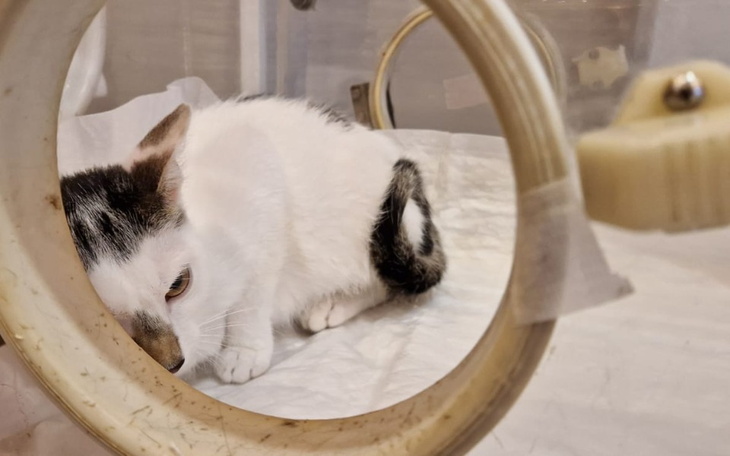 Zbiórka Walczyć czy się poddać - zdjęcie główne