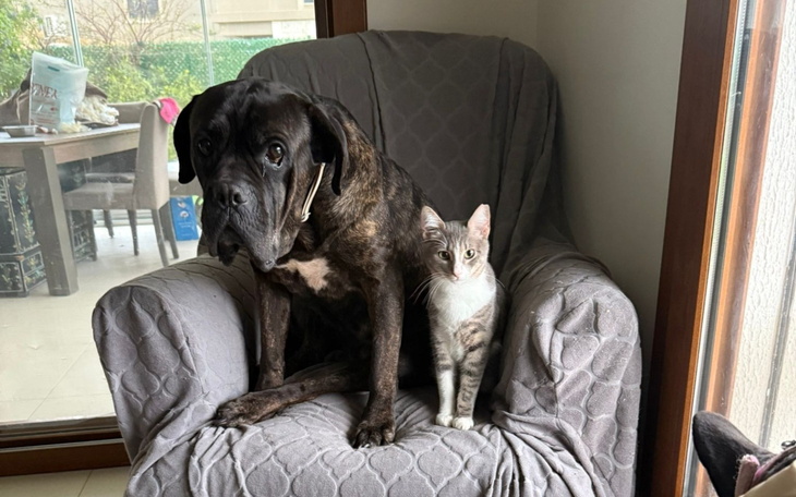 Pies i kot siedzą razem na fotelu w domu.