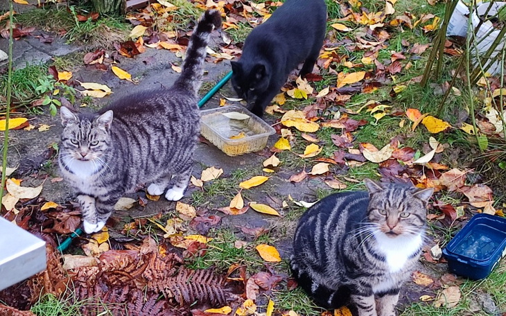 Zbiórka Napełnić brzuszki zimą - zdjęcie główne