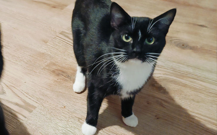 Zbiórka Kreska prosi o karmę i żwirek - zdjęcie główne