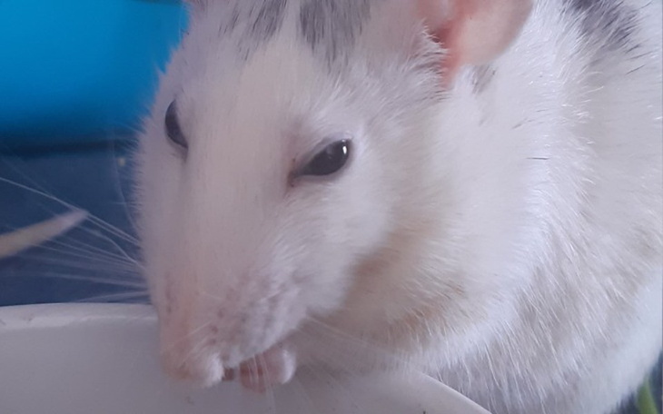 Zbiórka Na operacje dla szczurka - zdjęcie główne