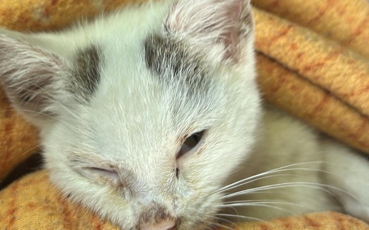 Zbiórka Uratuj ze mną kotkę Sisi - zdjęcie główne