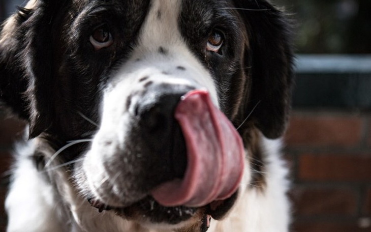 Zbiórka Operacja Bertełka - zdjęcie główne