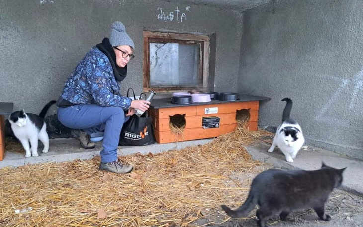 Osoba opiekująca się kotami w schronisku.