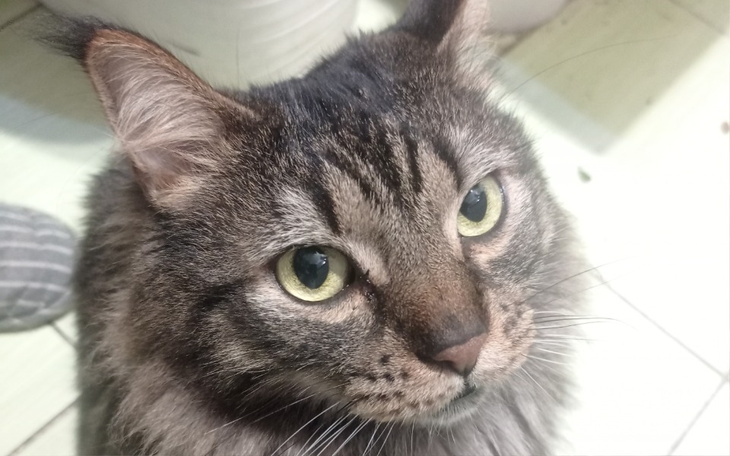 Zbiórka Na potrzeby psa, kota i pani - zdjęcie główne