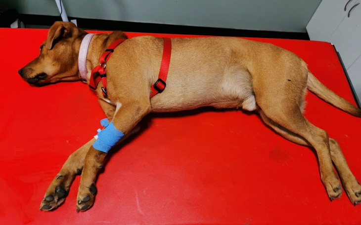 Zbiórka By zakonczyć poniewierkę Frugo - zdjęcie główne