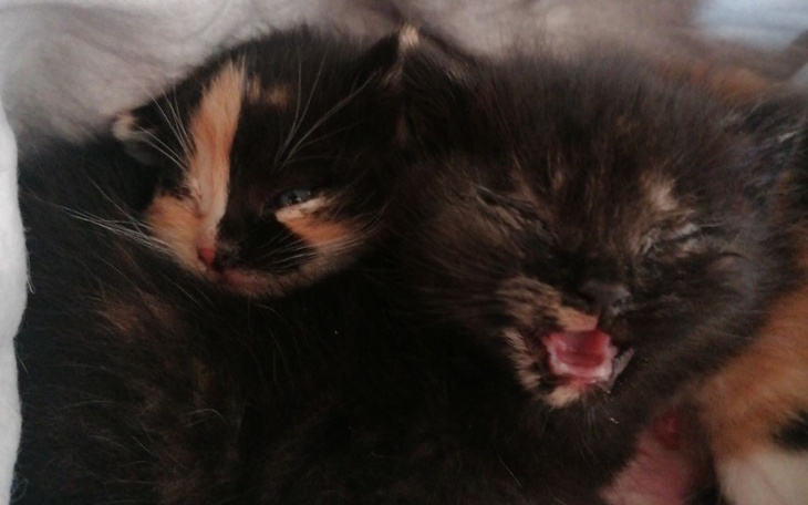 Zbiórka Transport po kocie zycie - zdjęcie główne