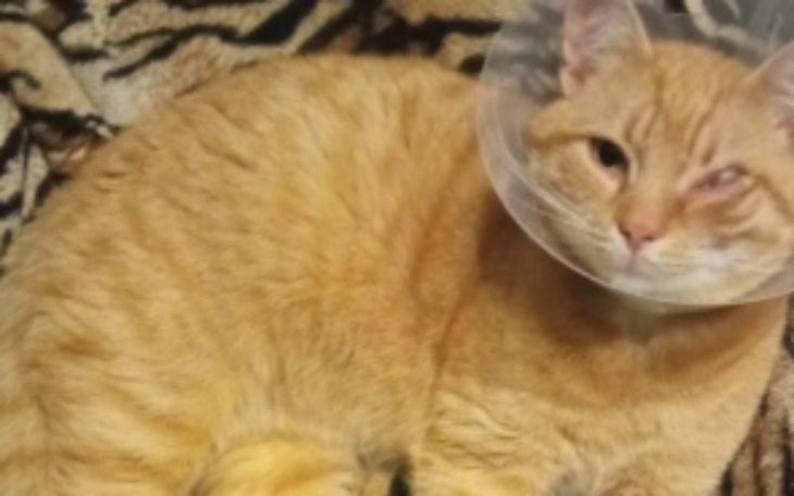 Zbiórka Mojżesz potrzebuje operacji - zdjęcie główne