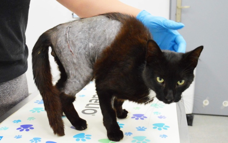 Zbiórka Kocurek ze złamaną nogą - zdjęcie główne