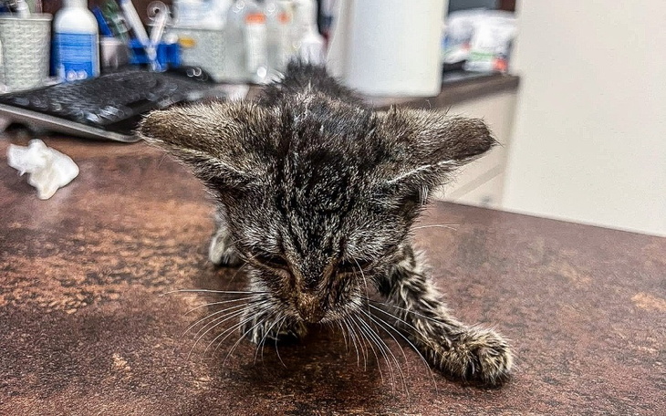 Zbiórka Malutki Ignaś walczy ze śmiercią - zdjęcie główne