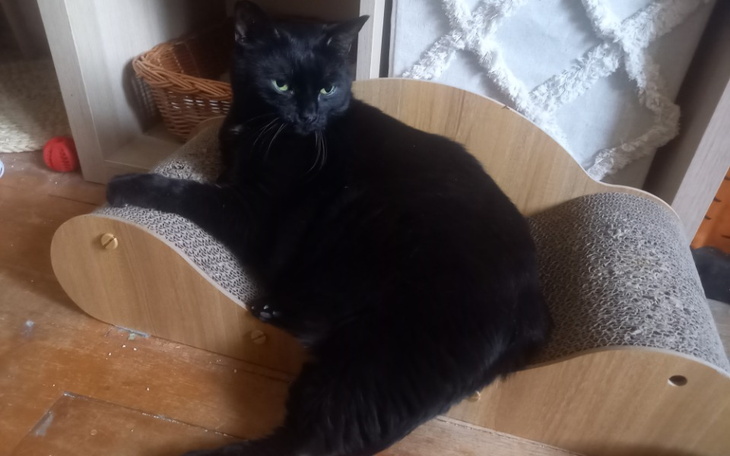 Czarny kot relaksujący się na specjalnym legowisku.