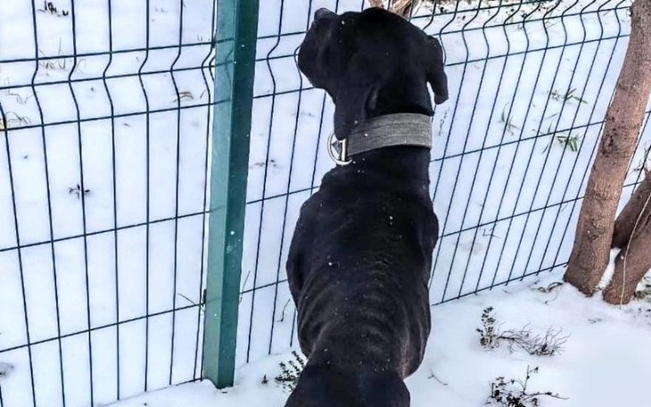 Zbiórka Oksana-cane corso z Ukrainy - zdjęcie główne