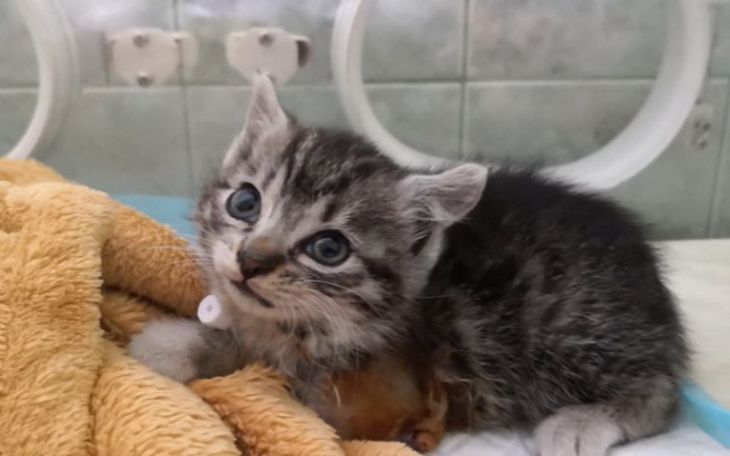 Zbiórka Kociak z amputowaną łapką - zdjęcie główne