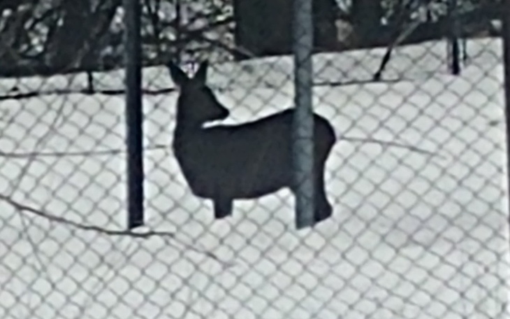 Zbiórka Paśnik dla zwierząt - zdjęcie główne