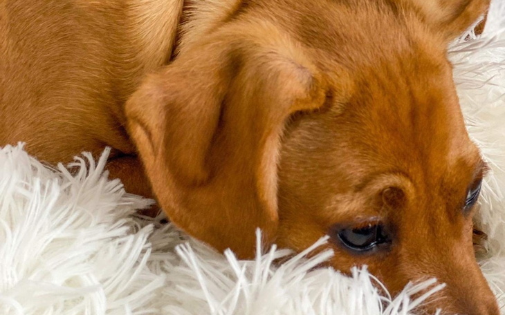 Zbiórka Pomóż Misi w walce o życie - zdjęcie główne