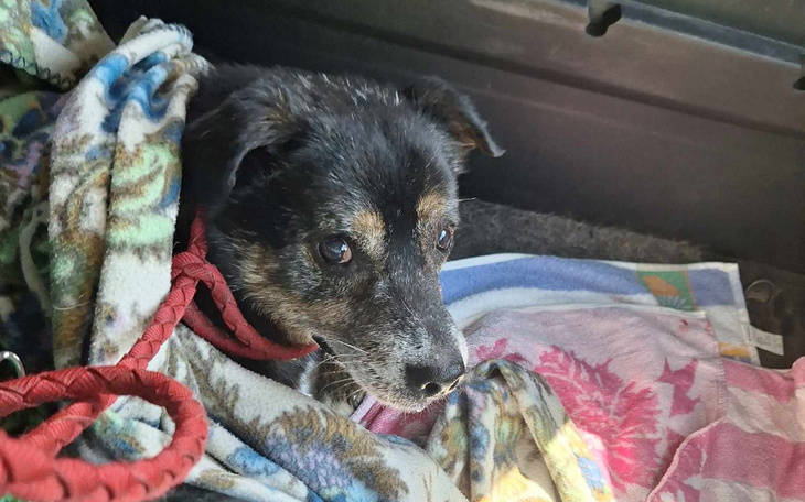 Zbiórka Środki dla staruszka Kajmana - zdjęcie główne