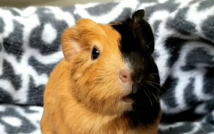 Zbiórka Pp - zdjęcie główne