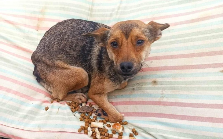 Zbiórka Transport z Nikopola 6 - zdjęcie główne