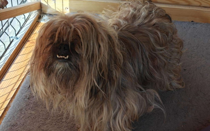 Pies rasy Lhasa Apso z długą sierścią.