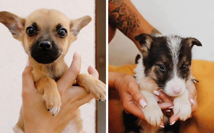 Zbiórka Na TRANSPORT dla SZCZENIAKÓW - zdjęcie główne