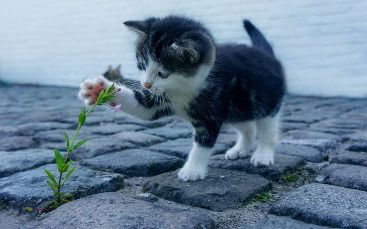 Zbiórka karma dla zwierząt w schroniskuu - zdjęcie główne