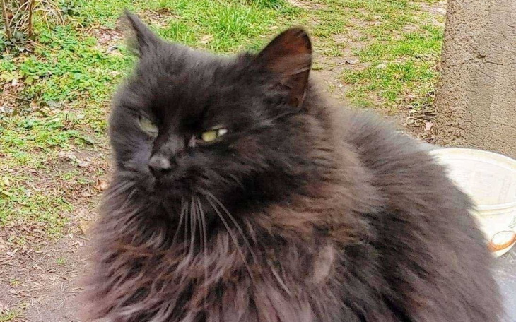 Czarny kot z gęstym futrem, siedzący na zewnątrz.