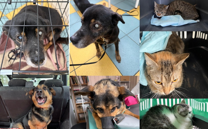 Zwierzęta w schronisku, czekające na adopcję.