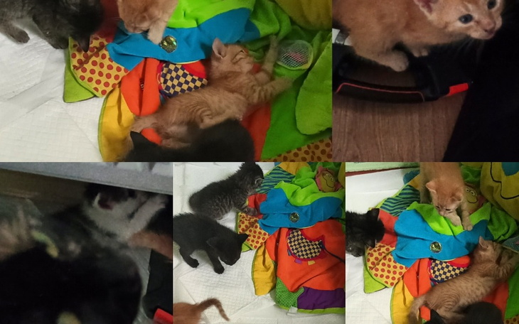 Zbiórka Domek koci - zdjęcie główne