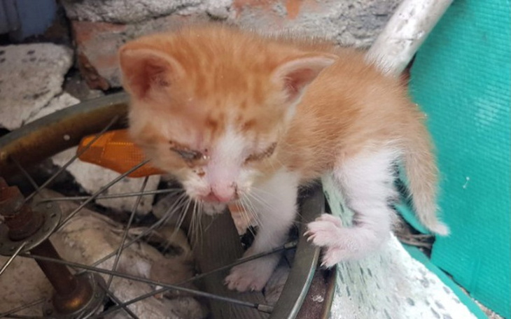 Zbiórka Lilu i jej bracia - zdjęcie główne