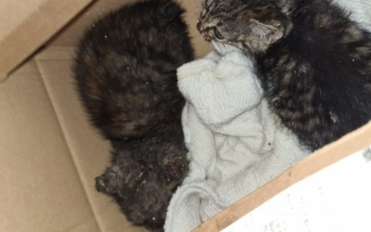 Zbiórka Karma,pomoc bezdomniakom - zdjęcie główne