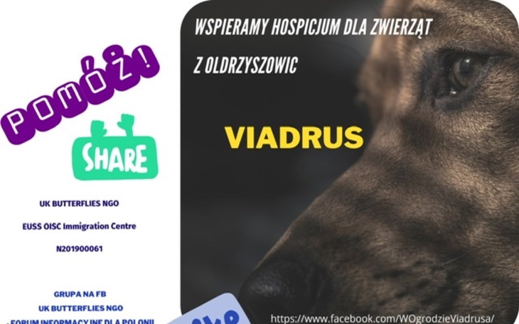 Zbiórka UK Butterflies TGSC 4 VIADRUS - zdjęcie główne