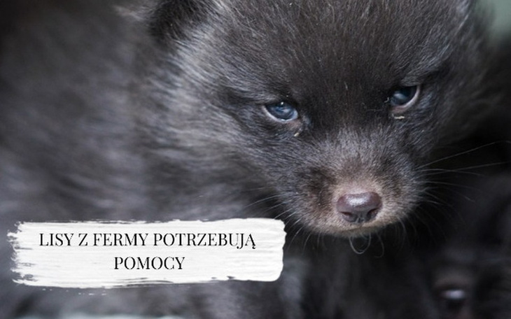 Zbiórka Lisy z fermy proszą o pomoc. - zdjęcie główne