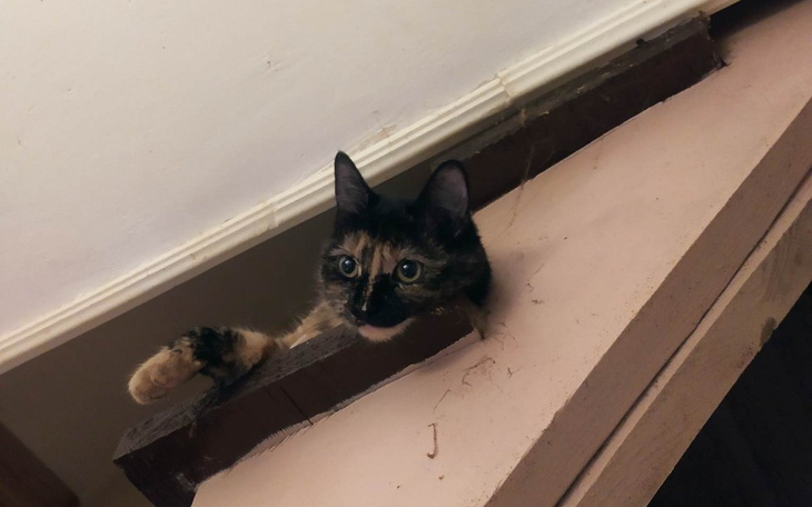 Kot wystający z otworu w ścianie, z ciekawym wyrazem twarzy.