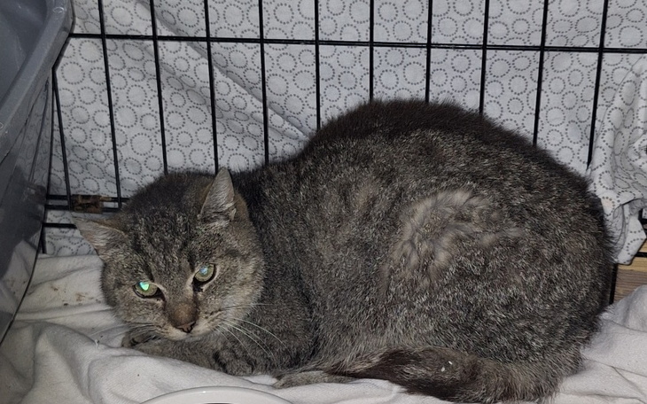 Zbiórka Usunięcie zęba bezdomnej kotce. - zdjęcie główne