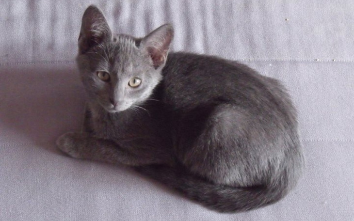 Zbiórka Lubimy psy, zróbmy to dla kotki - zdjęcie główne