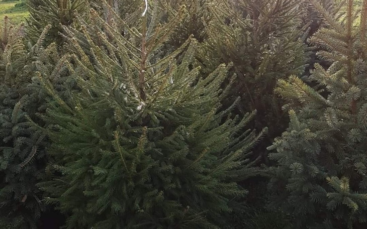 Zbiórka Na godne święta dla przyjaciółki - zdjęcie główne