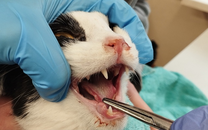 Zbiórka Dyzio znów chory - zdjęcie główne