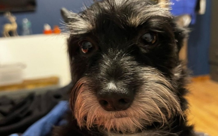 Zbiórka Dla pieska Rastusia - zdjęcie główne