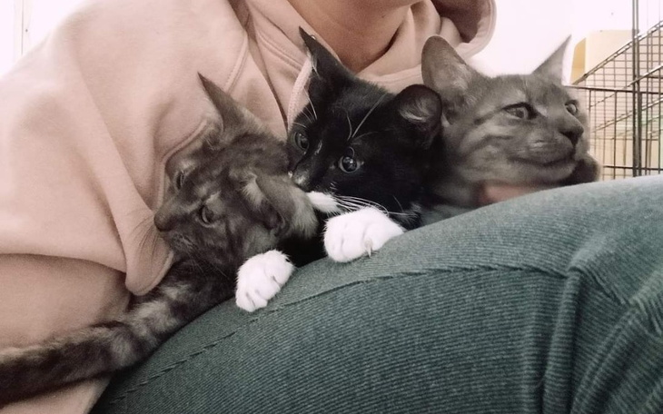 Zbiórka Walka o kocie mordki - zdjęcie główne