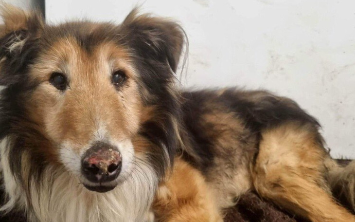 Zbiórka Zbiera na lek by mógł chodzić - zdjęcie główne