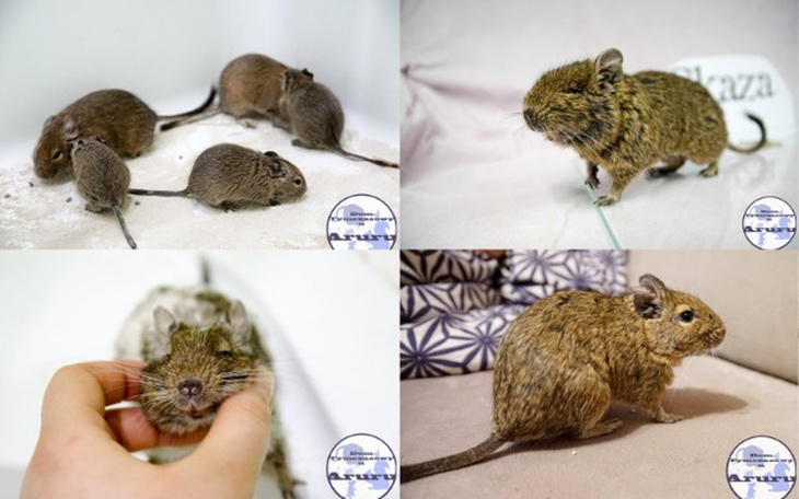 Zbiórka Koszatniczki z DTuAruru - zdjęcie główne