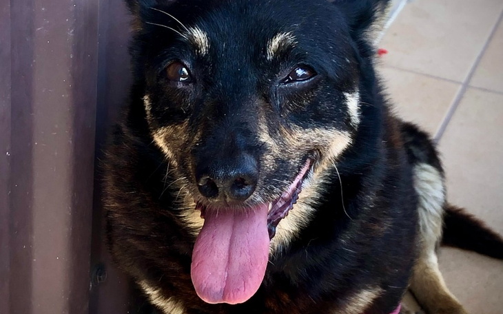 Zbiórka Pimp the Pimpek - zdjęcie główne