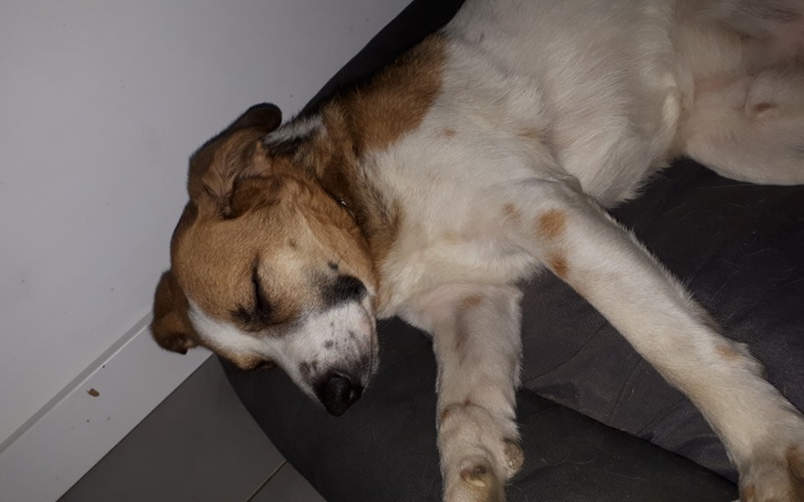 Zbiórka Chory pies mavon Willebranta - zdjęcie główne