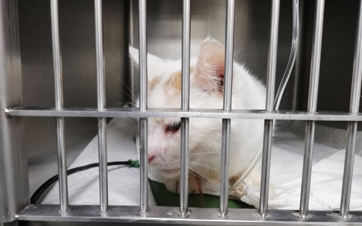 Zbiórka Kot, kolejna wizyta - zdjęcie główne