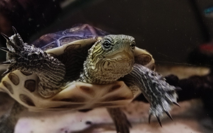 Zbiórka Na potrzebny sprzęt dla żółwi - zdjęcie główne