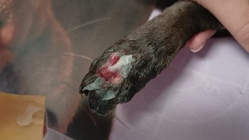 Zbiórka Leczenie oskórowanej łapy kota - miniaturka zdjęcia