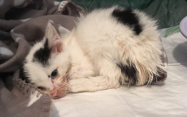 Zbiórka Madi - Umarł ... - zdjęcie główne