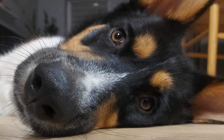 Zbiórka Jestem Draj, bardzo chce chodzić - zdjęcie główne