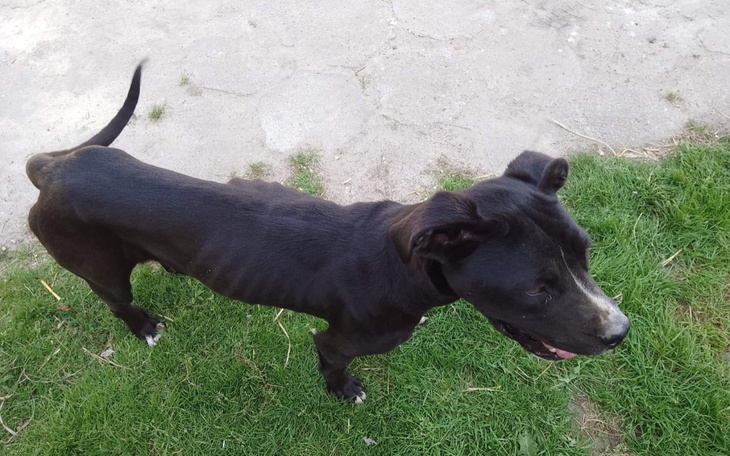 Zbiórka Hope szkielecik ze wsi - zdjęcie główne